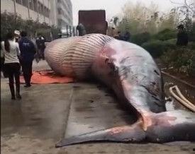 爆料鲸鱼视频,揭秘热门事件背后真相