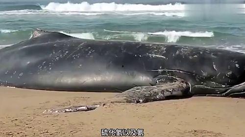 爆料鲸鱼视频,揭秘热门事件背后真相