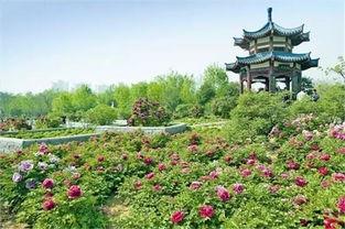 洛阳植物园爆料视频播放,探秘植物王国奇观瞬间